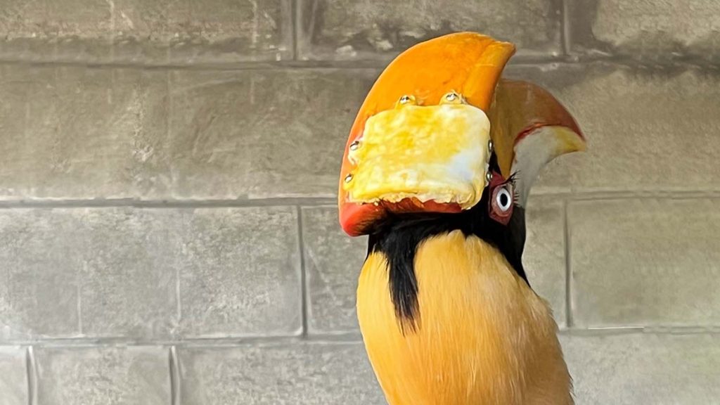 Formlans 3D printed bird prosthetic - Hornbill