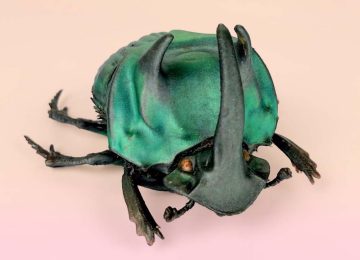 Macroscans Mimaki 3D printed insect